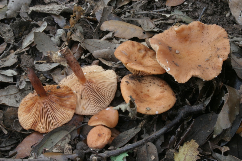 Lactarius decipiens?